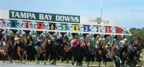 Tampa bay downs florida - Welcome to Equibase.com, your official source for horse racing results, mobile racing data, statistics as well as all other horse racing and thoroughbred racing information. Find …